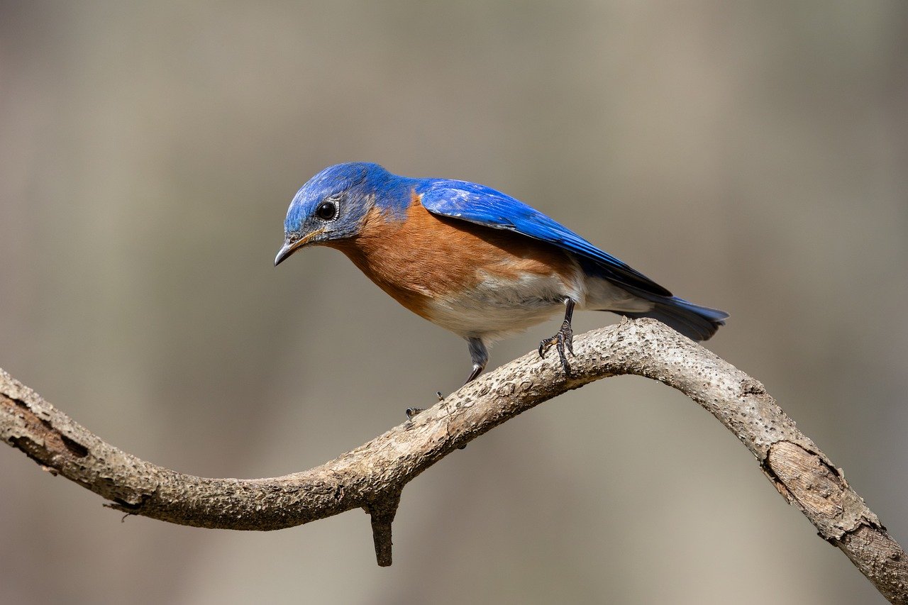 bluebirds3
