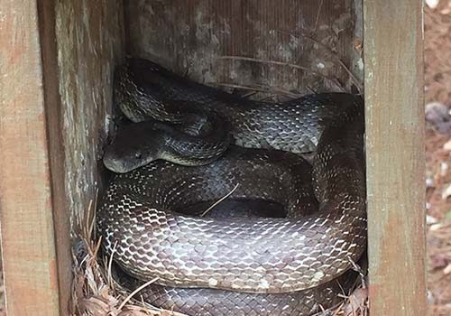 Pests and predators