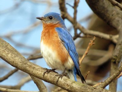 bluebird2-819x1024-1